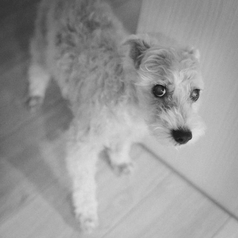 Read more about the article 相機韌體降轉，我的R6回神了!